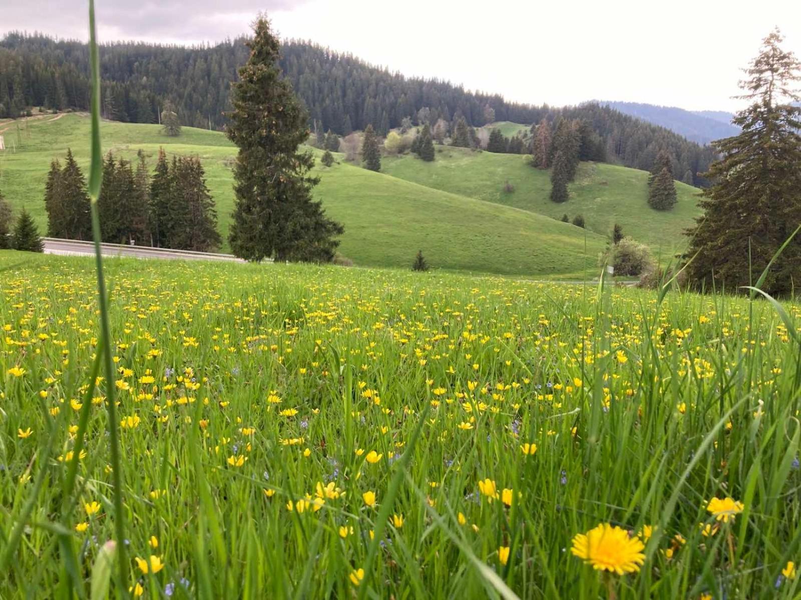 Coop Rozhen